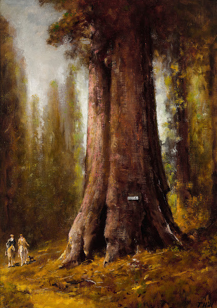 California Redwood Trees