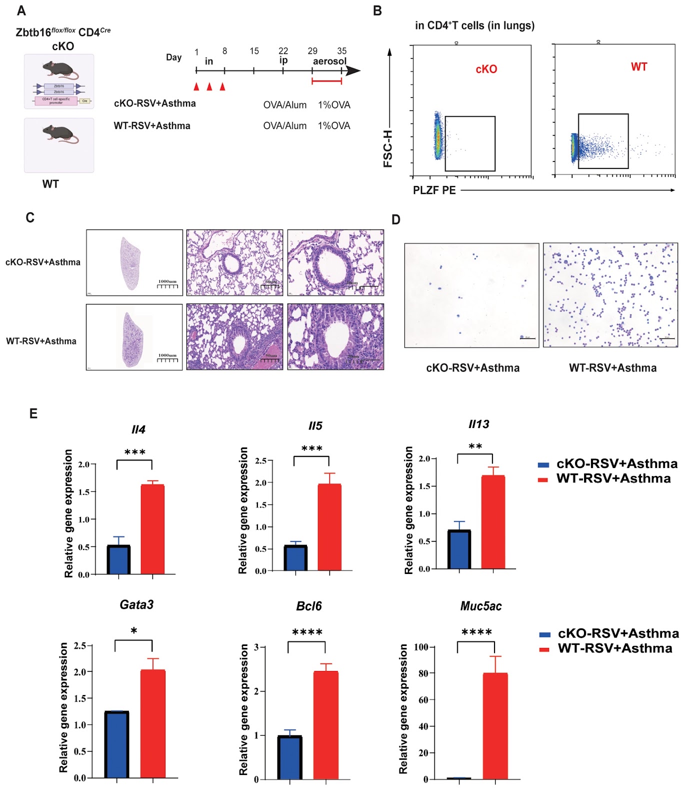 Early RSV infection aggravates asthma-related Th2 responses by increasing the number of CD4+ TRM cells through upregulation of PLZF