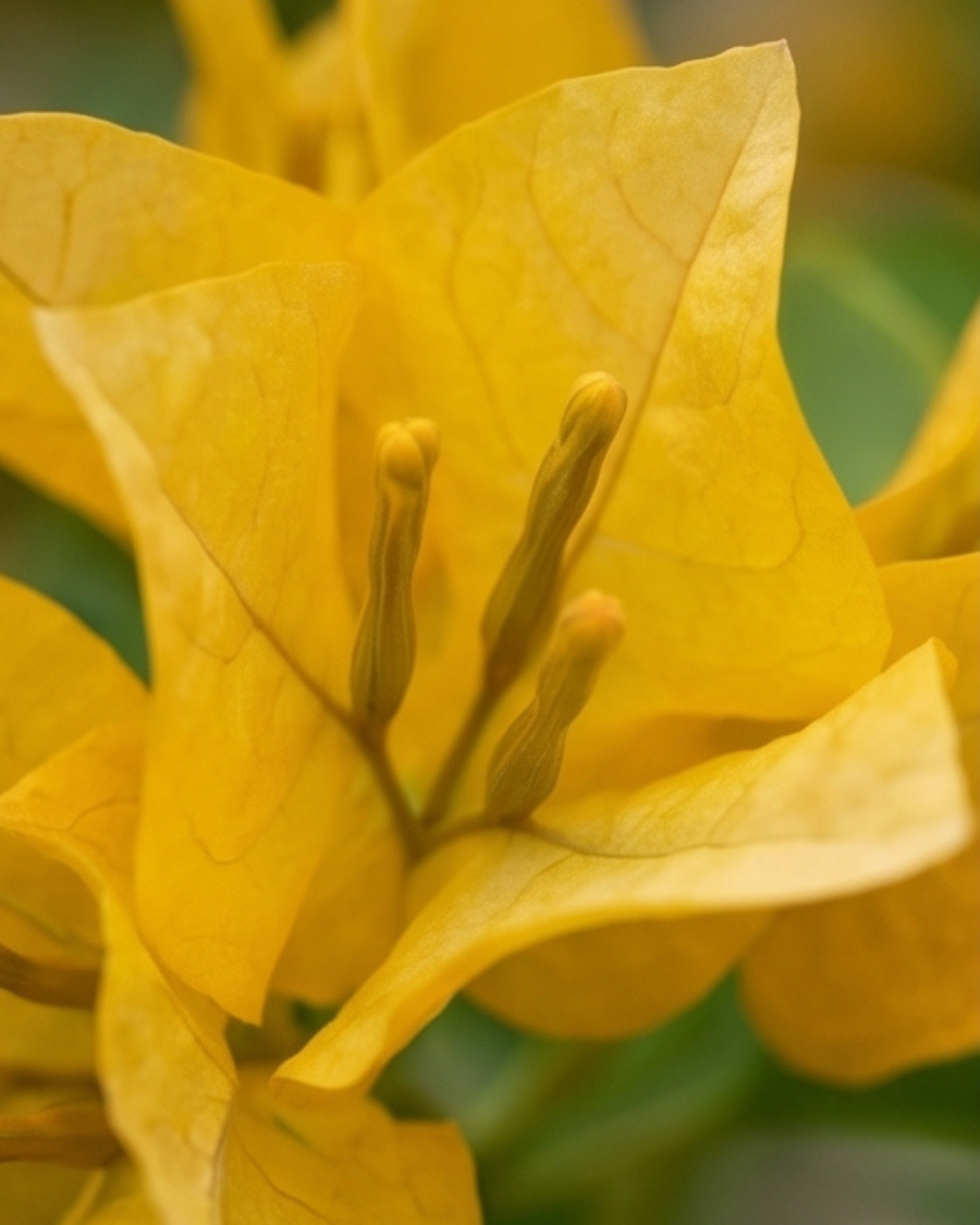 Imported Lemon Yellow Jinda Bougainvillea Plant — view 6