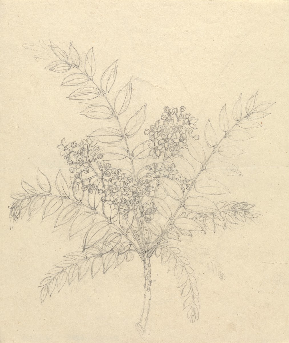 Clausena anisata