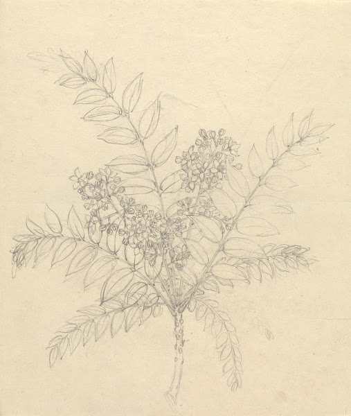 Clausena anisata