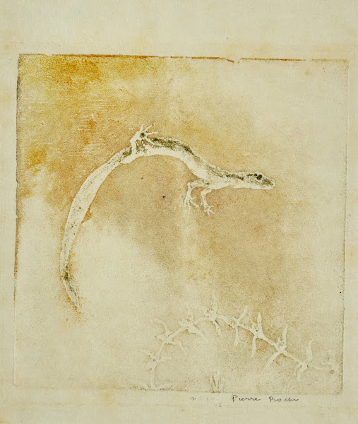 Salamandre 1895