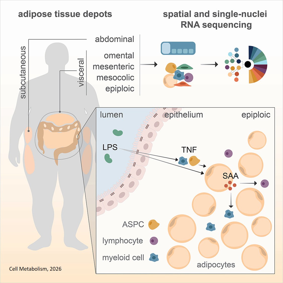 Cytoarchitectural multi-depot profiling reveals  immune-metabolic crosstalk in human colon- associated adipose tissue