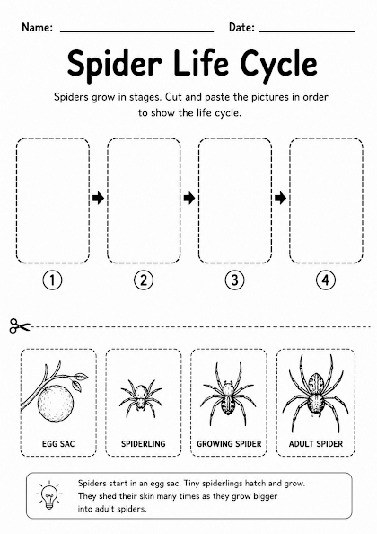 Spider Life Cycle Worksheet