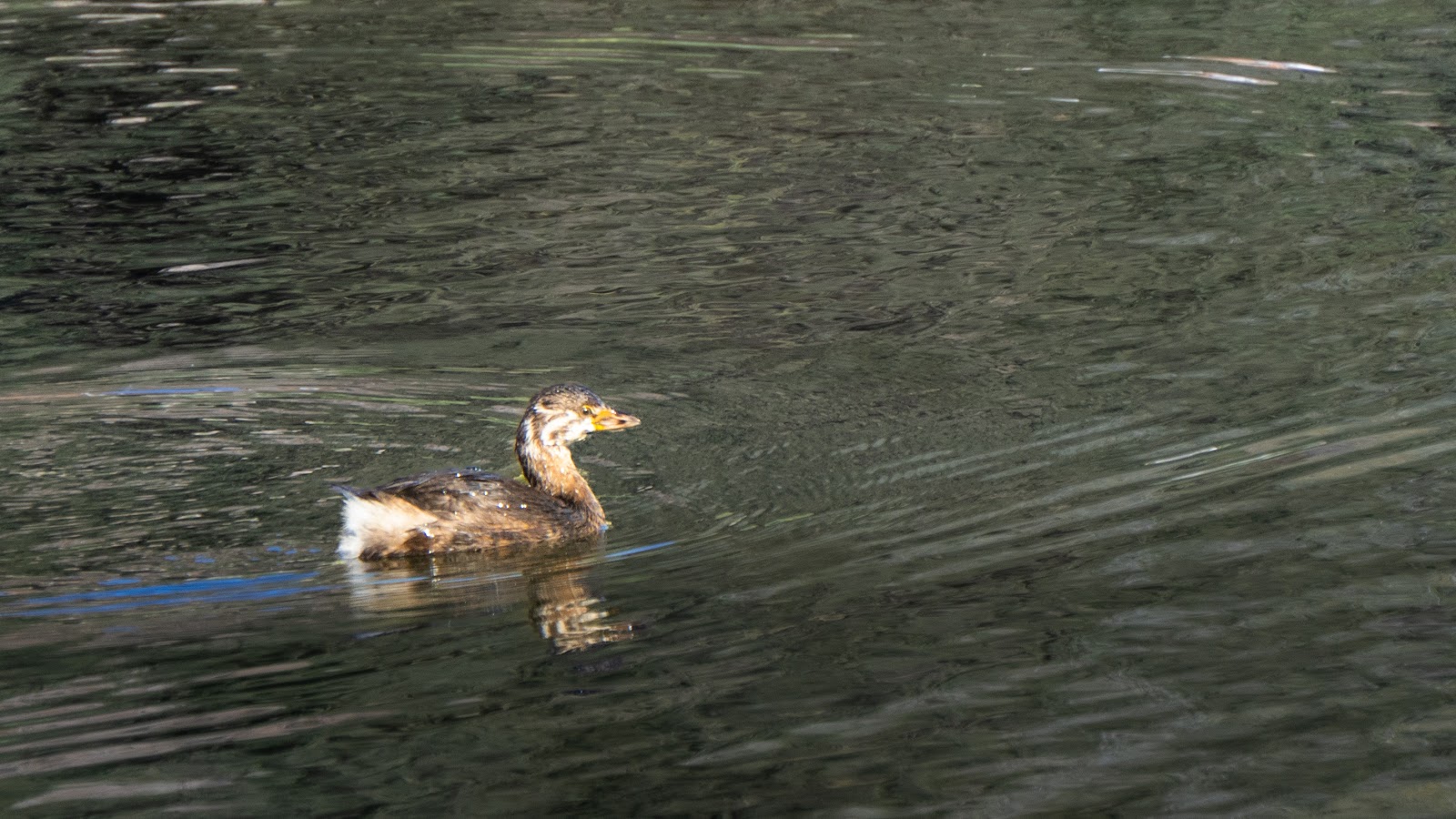 patito