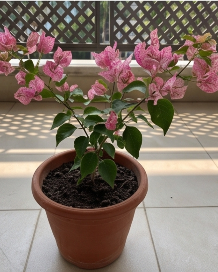 Imported Kristina Bougainvillea Plant — view 5