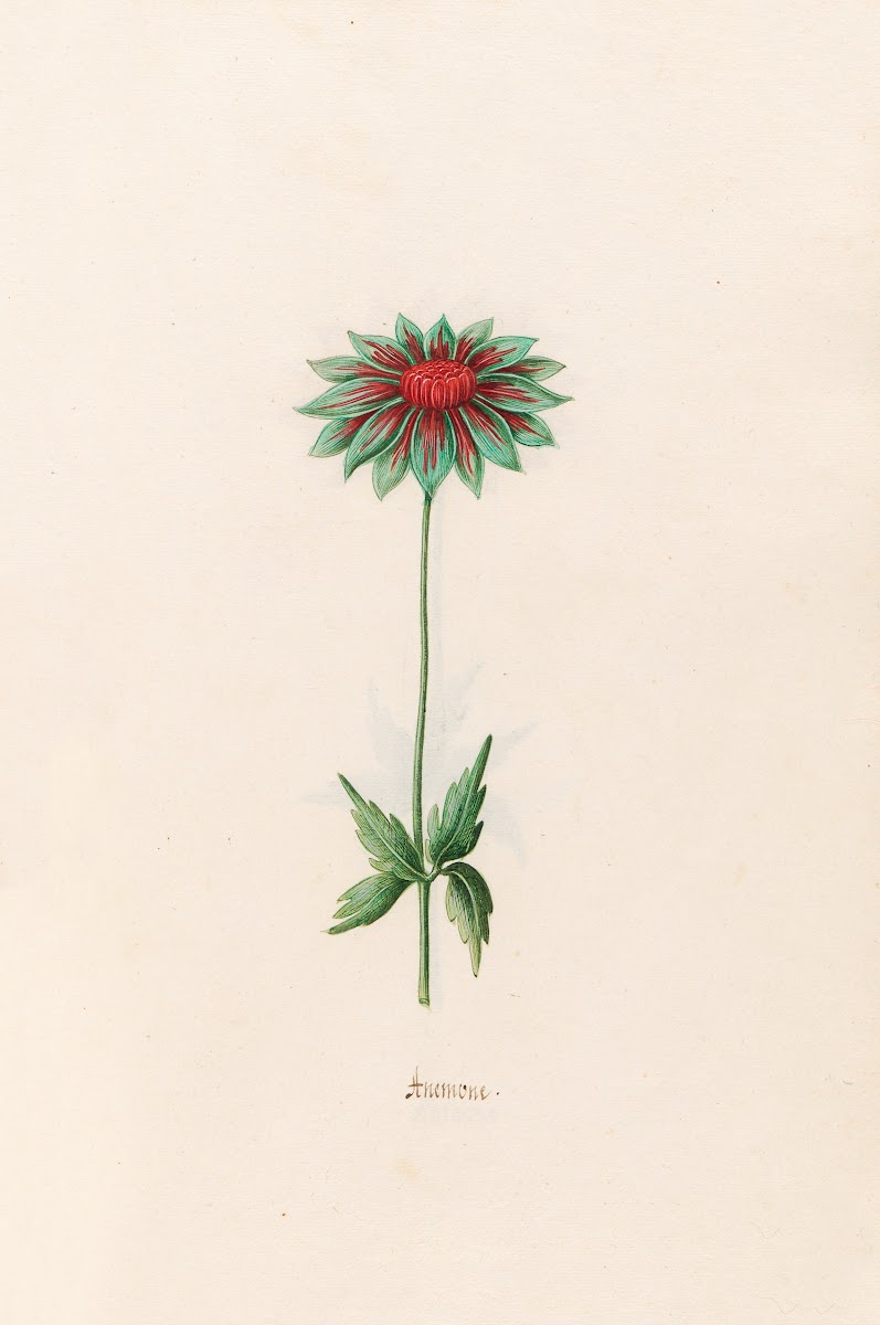 Anemone 1692