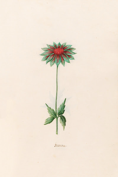 Anemone 1692
