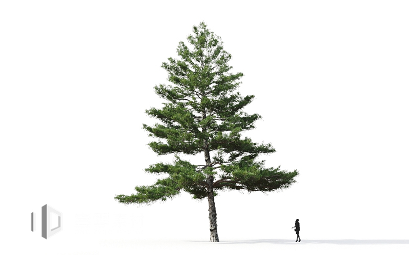 Maxtree - Plant Models Vol.9