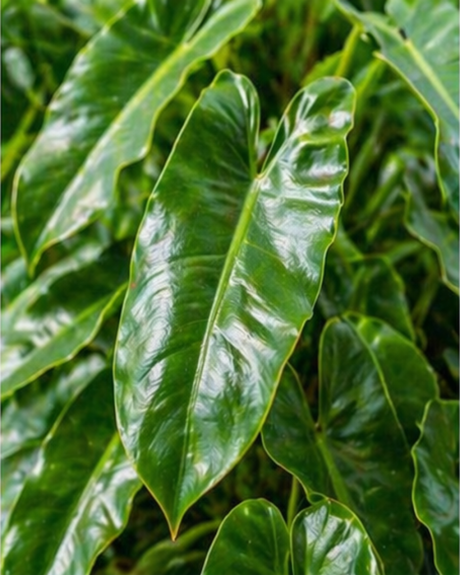 Philodendron Burle Marx Indoor Plant — view 3
