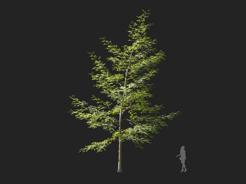 Maxtree - Plant Models Vol.114