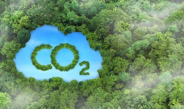 Việt Nam Đạt 56,5 Triệu USD Từ Chuyển Nhượng Tín Chỉ Carbon Rừng Ngày 13/7