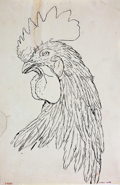 Etude de coq 1735   1814