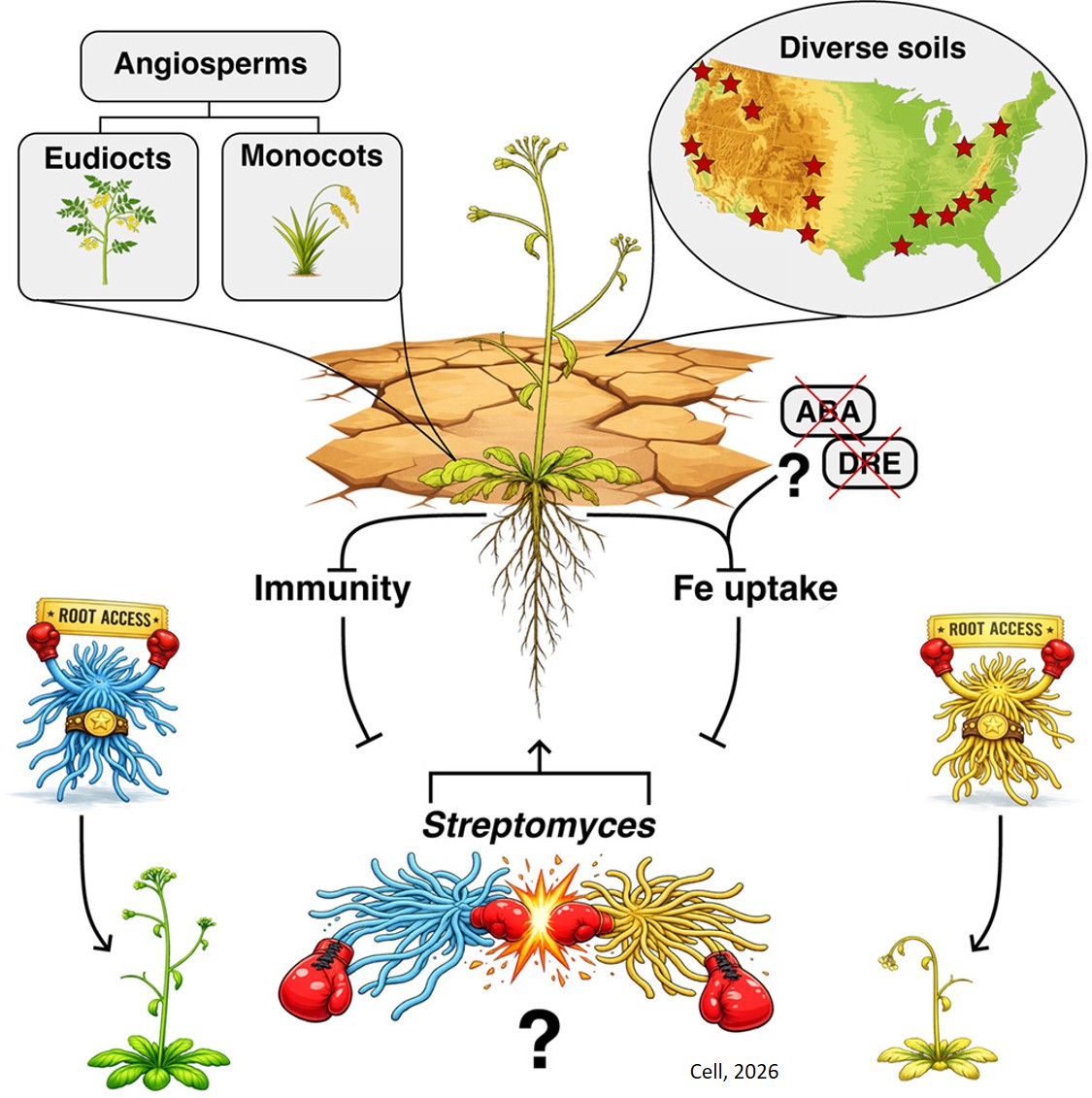 Plants reduce iron uptake when stressed