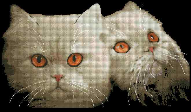 CMP 400218 Persian Cat