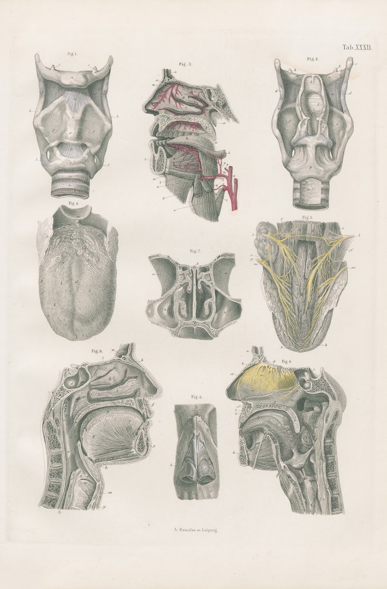 The larynx with sections of nasal cavity and mouth the tongue and fauces 1880