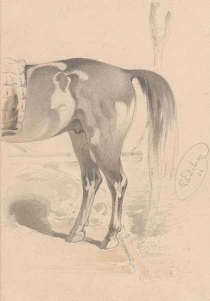 Detail Study of the Back of a Horse 1852