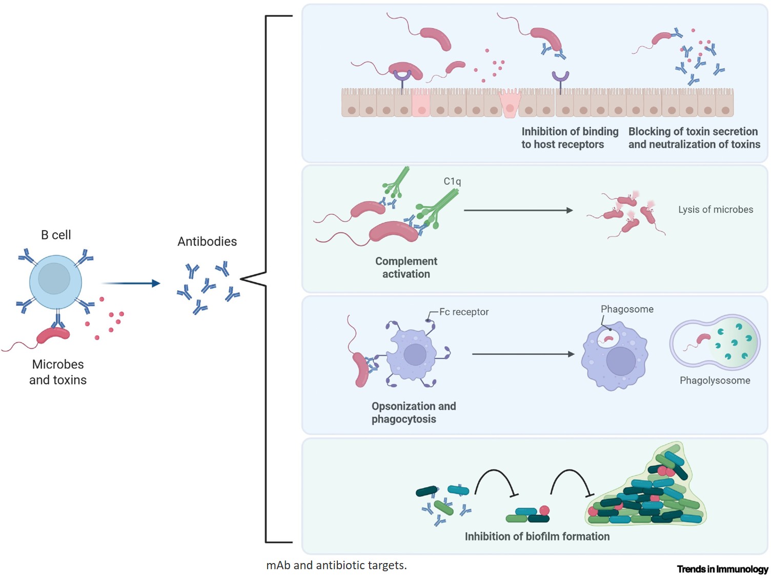 Tackling antimicrobial resistance using human antibodies