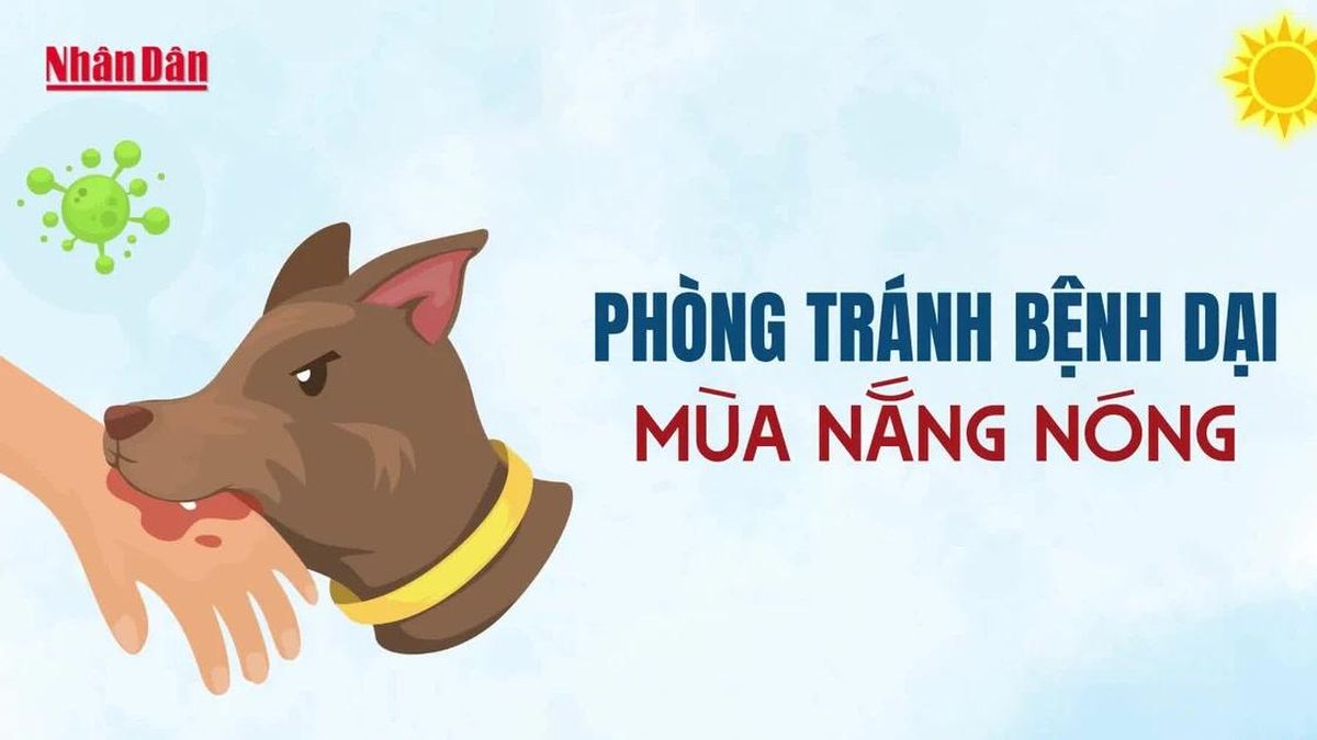 [Video] Phòng tránh bệnh dại mùa nắng nóng - Báo Nhân Dân
