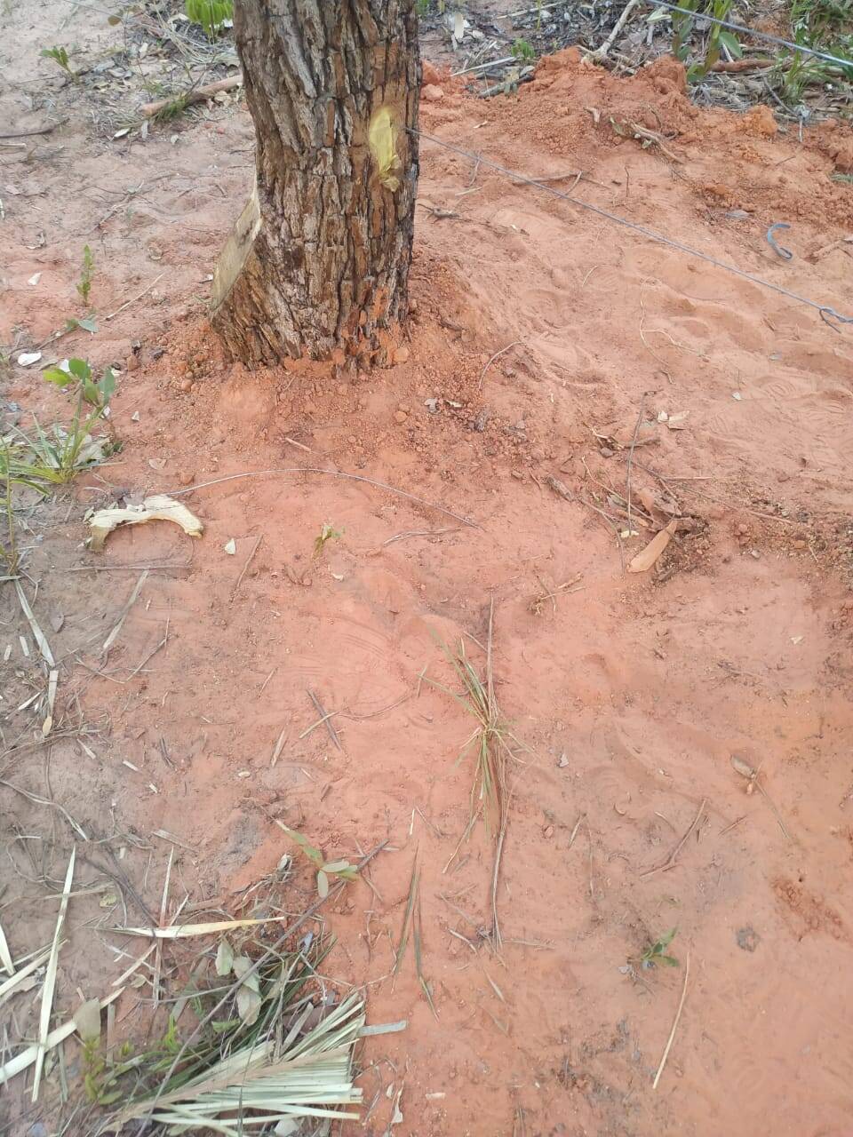 Fazenda em Gilbués-PI 3