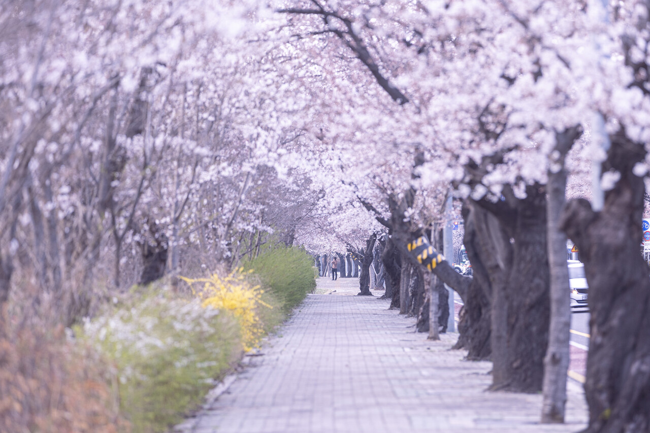 경희대학교 캠퍼스 벚꽃 풍경