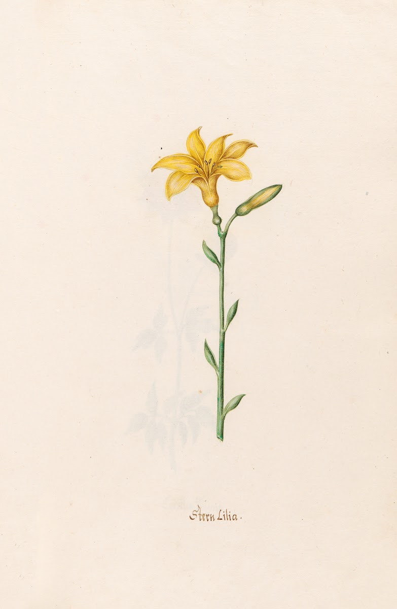 Stern Lilia Lily 1692