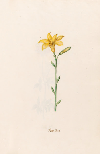 Stern Lilia Lily 1692