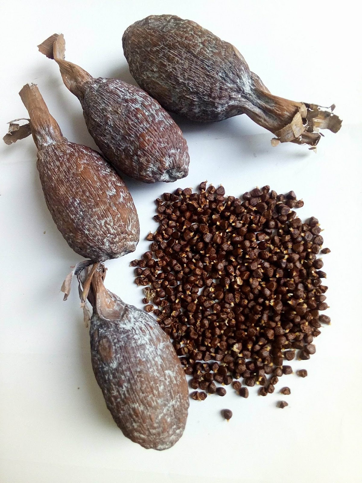 ALLIGATOR PEPPER