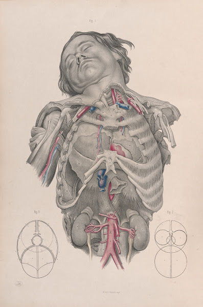 Surgical anatomy Pl01 1856