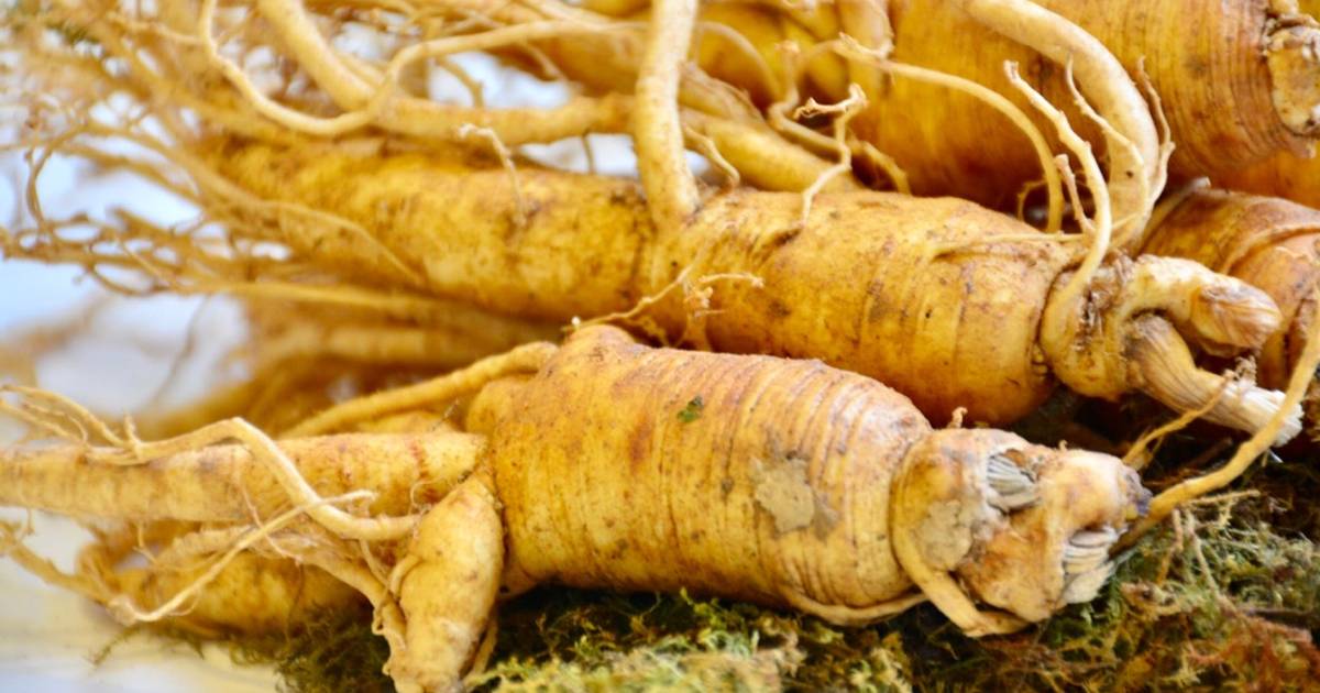 Nhân sâm tươi ngâm mật ong