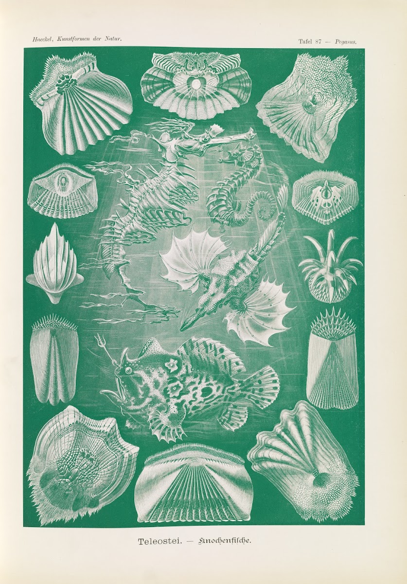 Teleostei  Knochenfische 1904