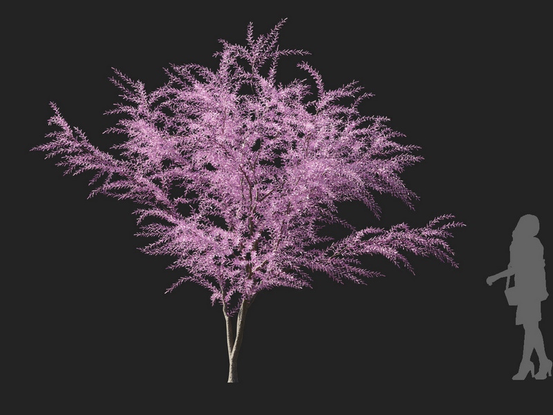 Maxtree - Plant Models Vol.127