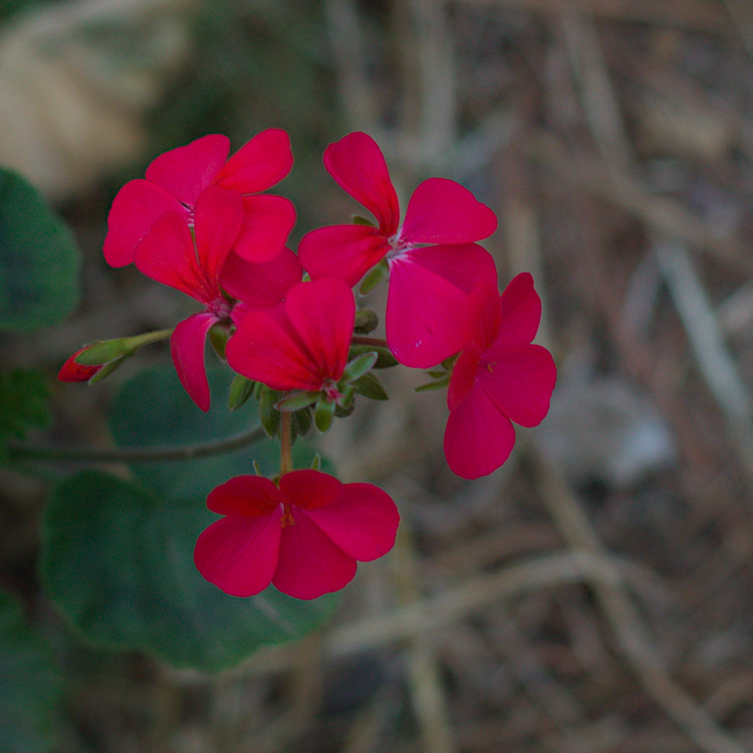 Flor en el sendero