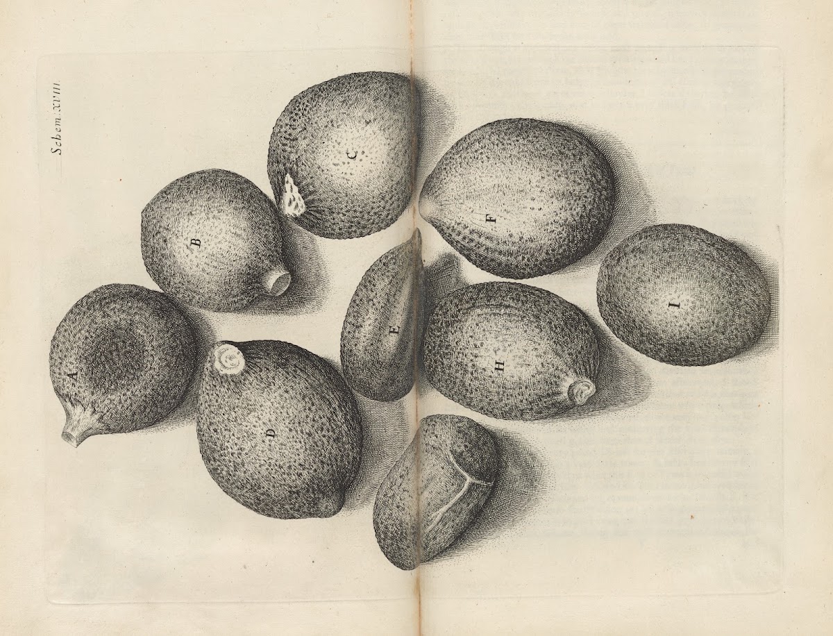 Microscopic view of seeds of thyme 1665