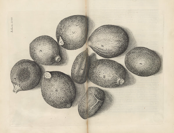 Microscopic view of seeds of thyme 1665