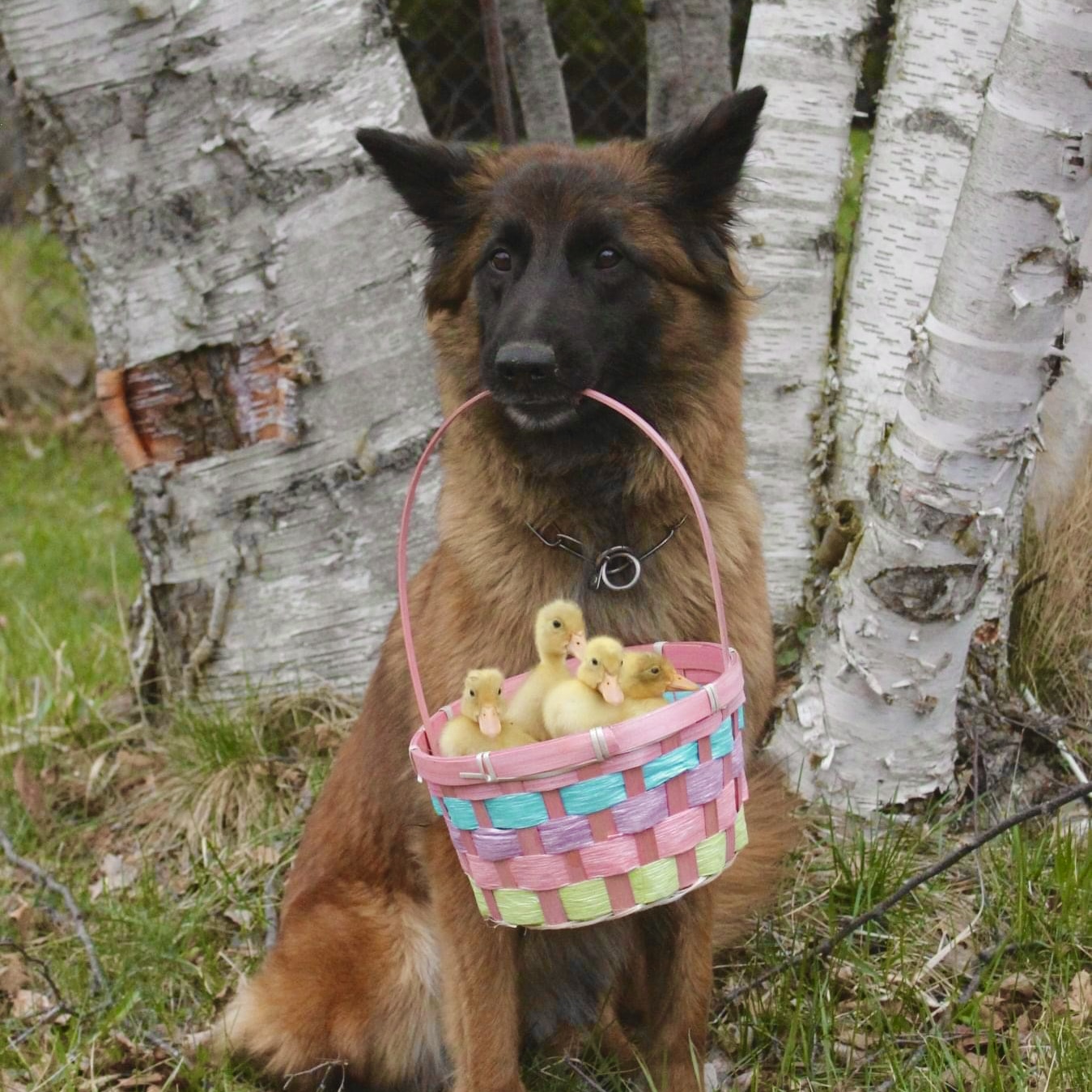 Fawn & White Runner Duck