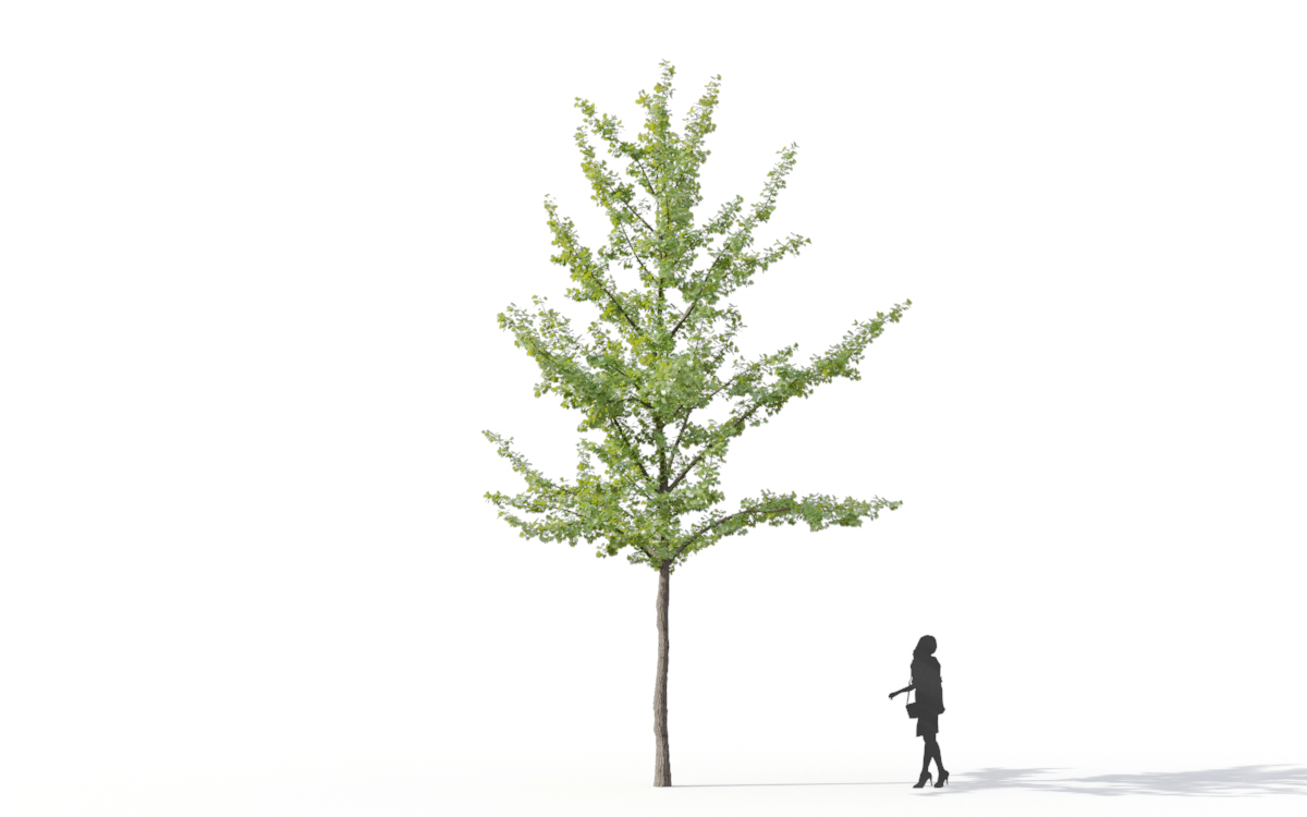 Maxtree - Plant Models Vol.11