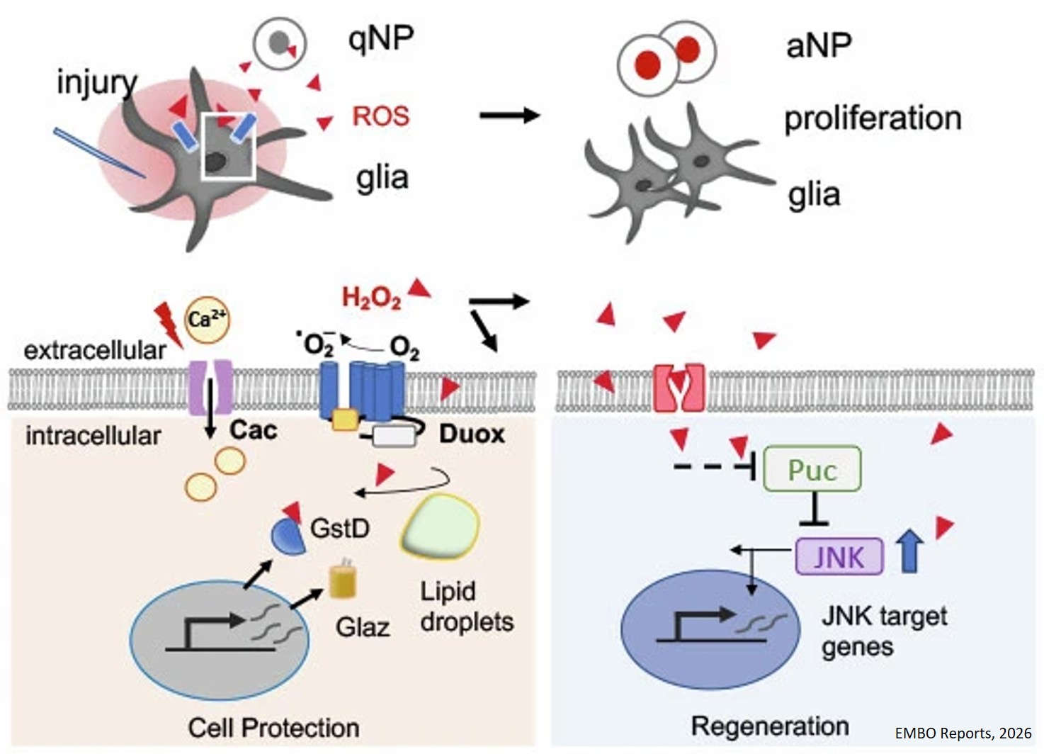 Duox-driven ROS release by glia promotes regeneration in the adult Drosophila brain