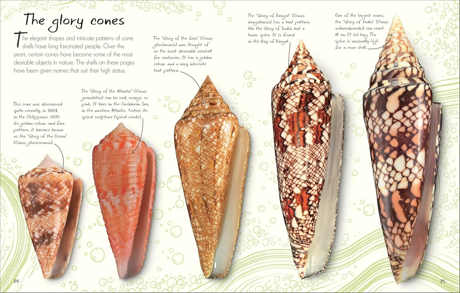 An Anthology of Shells - thumbnail 3