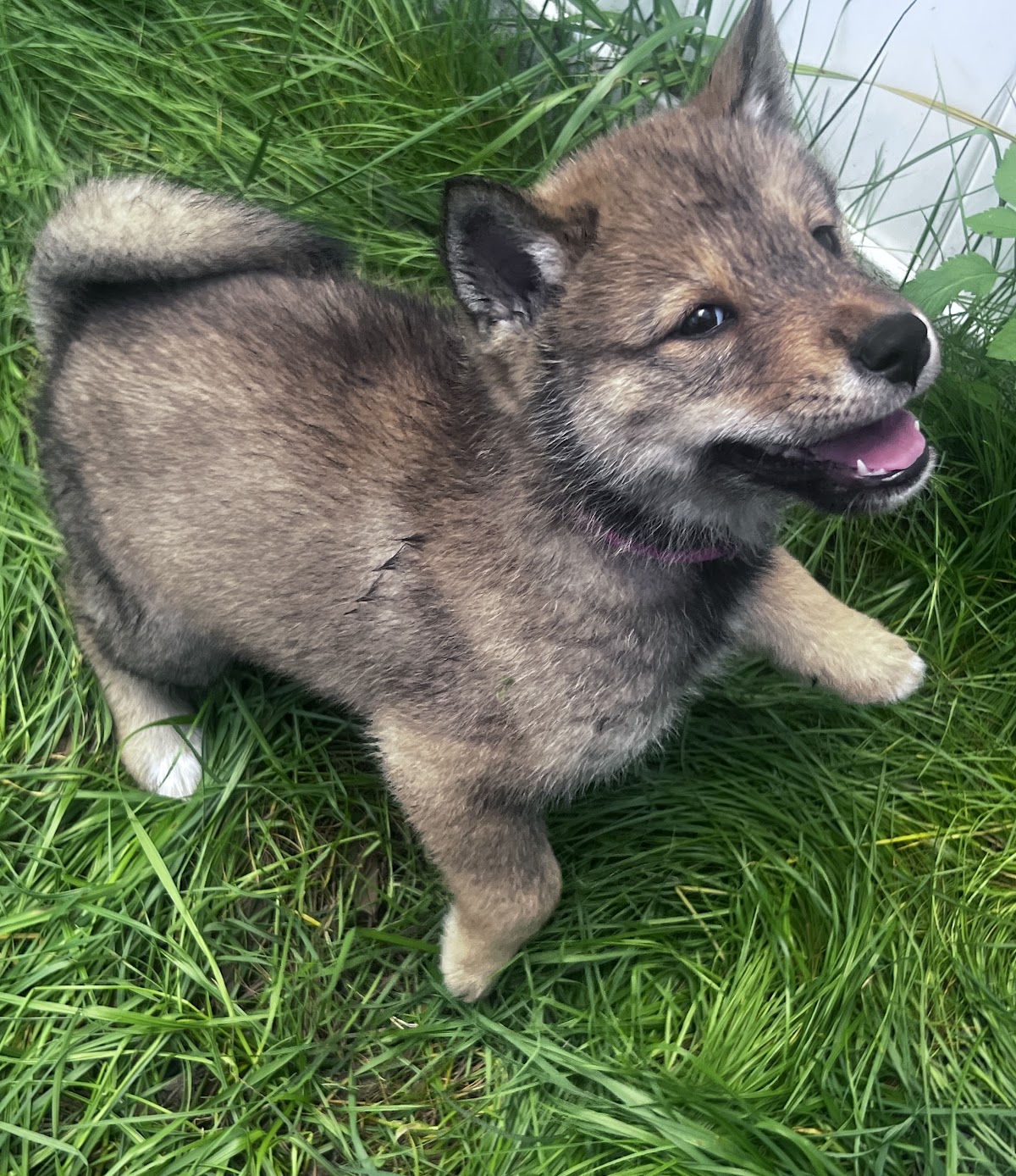 Shikoku puppy photo