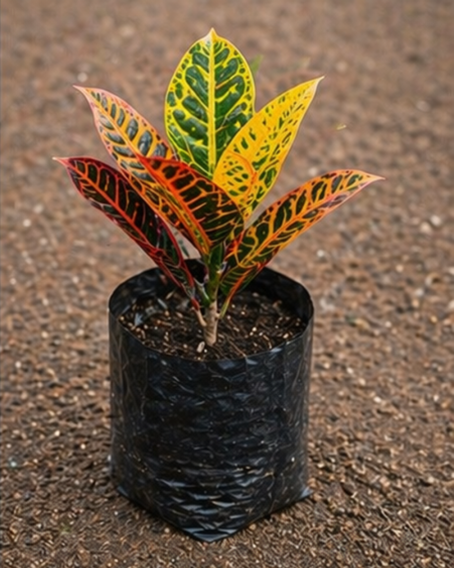 Croton Plant Indoor Outdoor — view 4