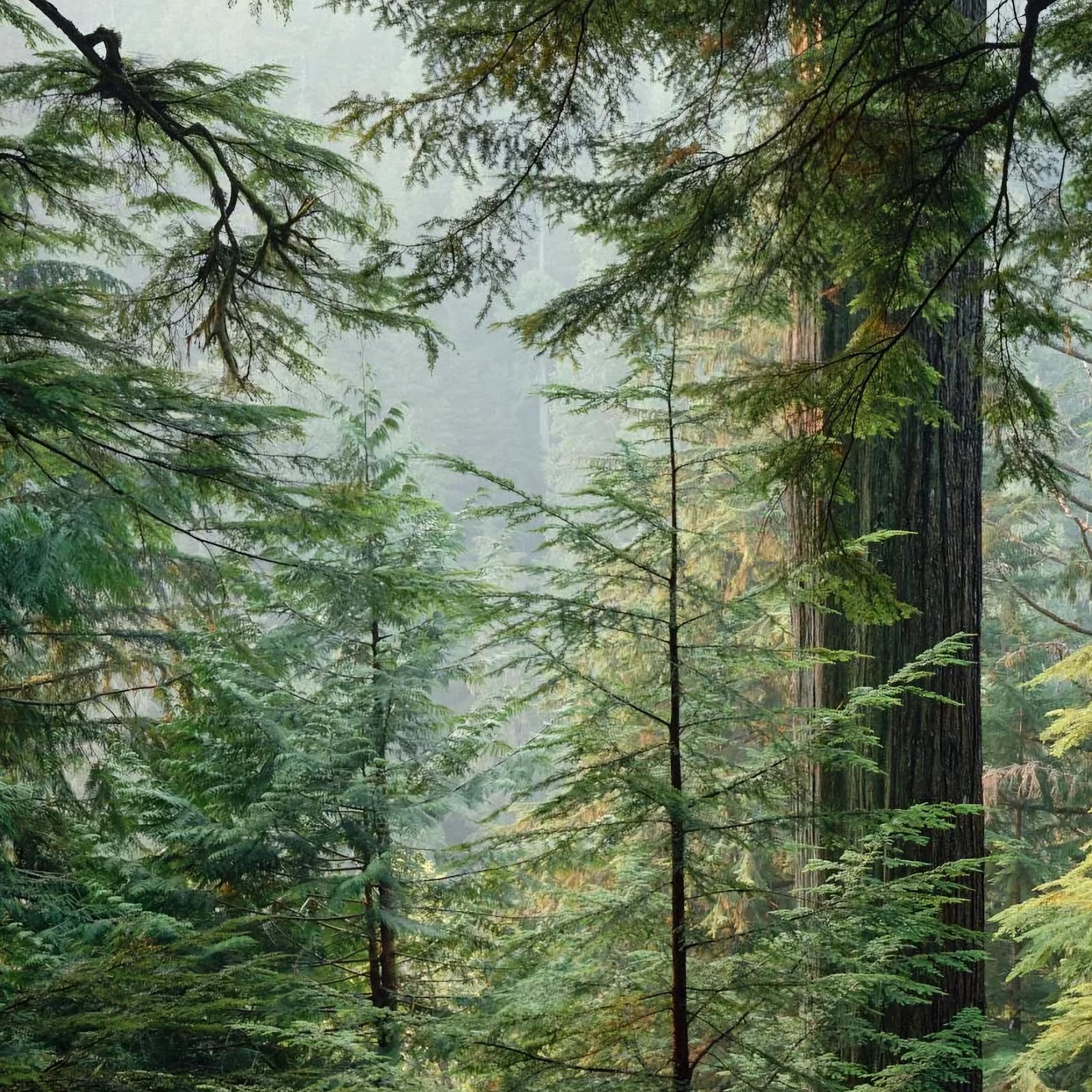 Download Misty Evergreen Forest Under Canopy 2K iPhone