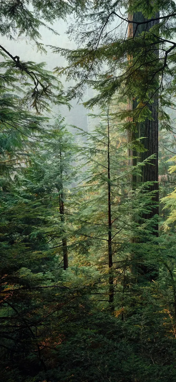 Misty Evergreen Forest Under Canopy - Atmospheric Nature Photography 2K iPhone Wallpaper (1753x3798)