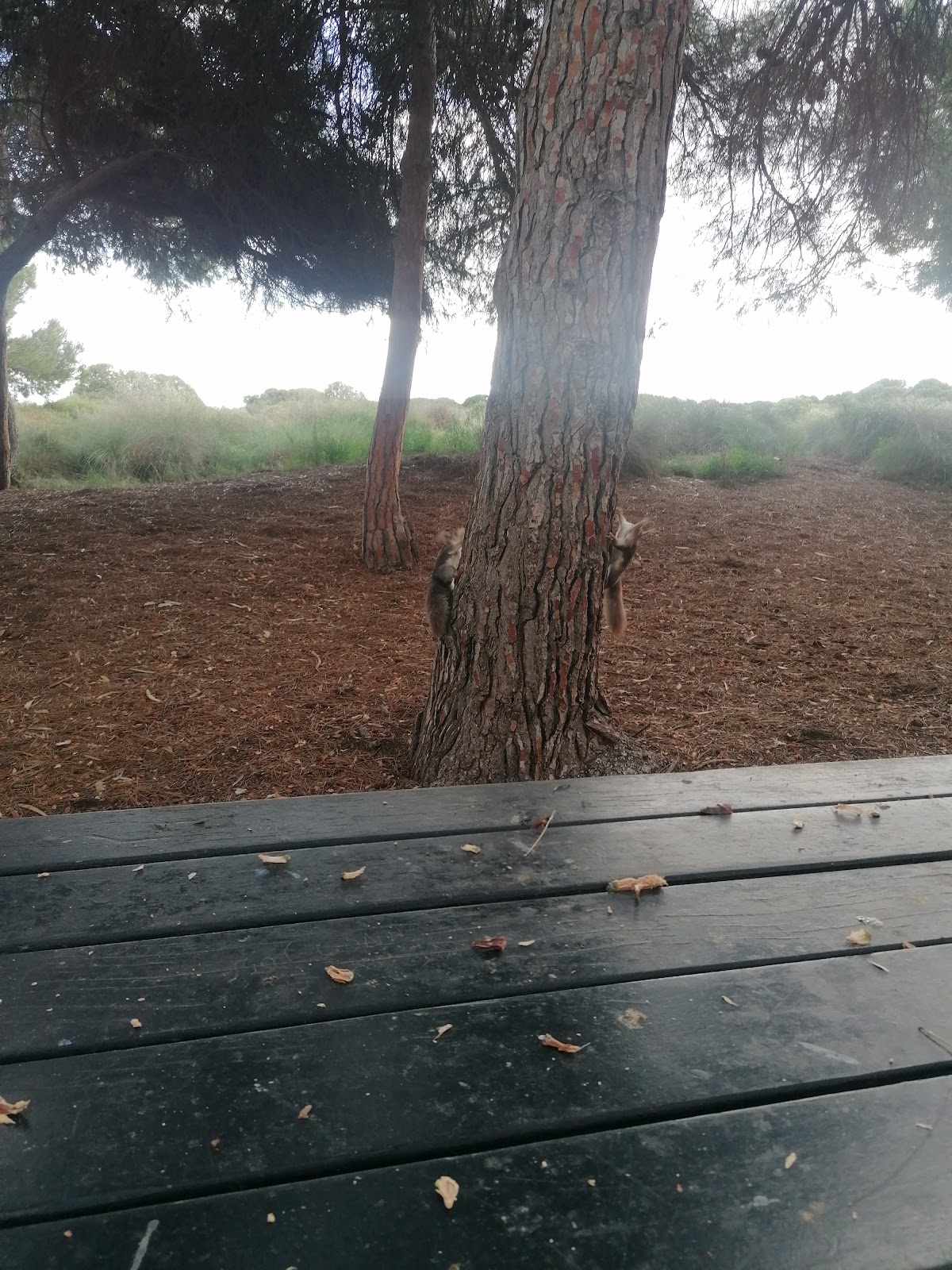 Photo de l’escale Torrevieja