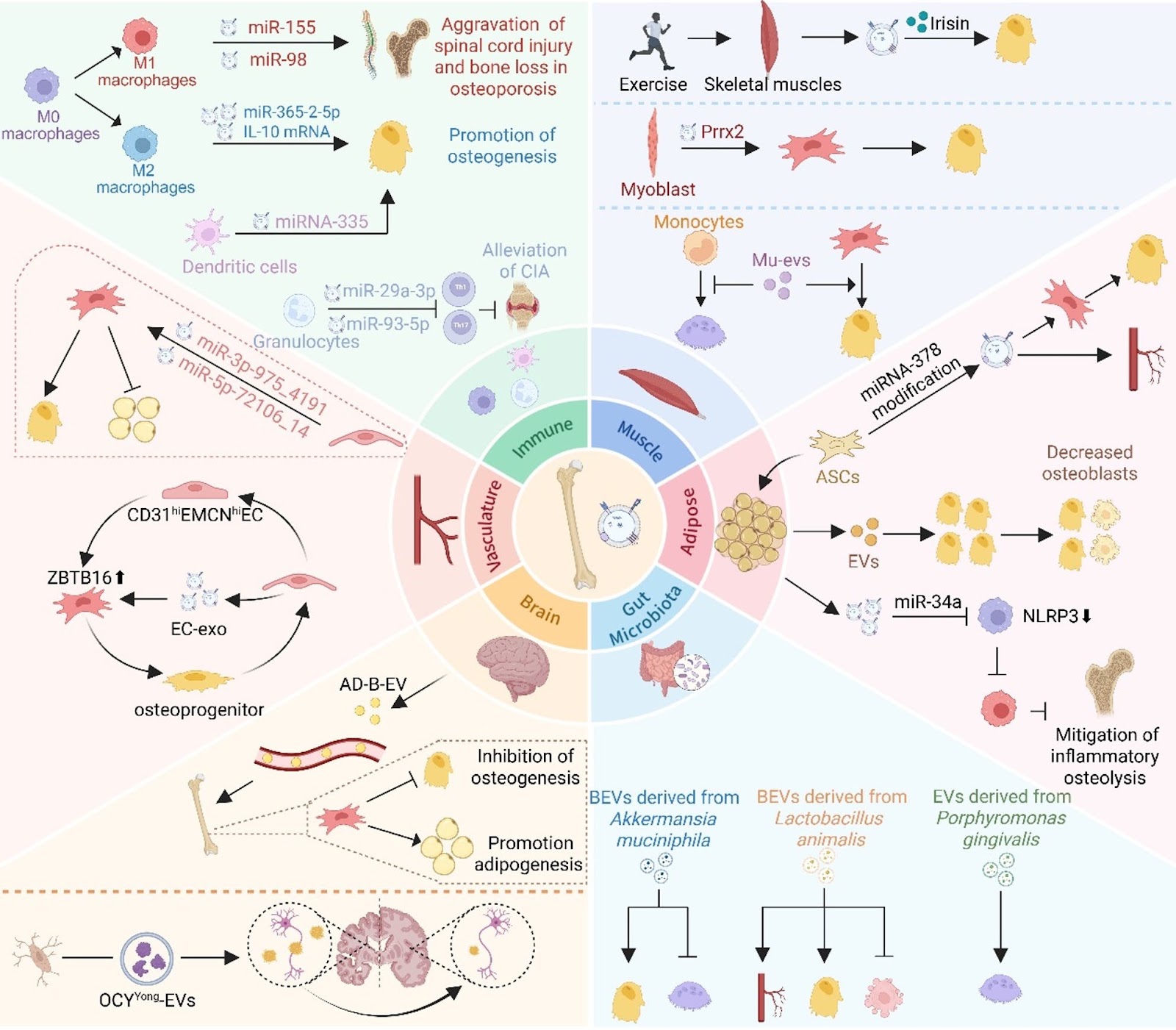 Exosomes in bone health and disease: cellular crosstalk, systemic signaling, and AI-driven advances in regenerative therapy