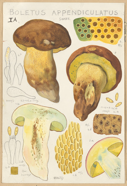 Boletus appendiculatus 1915 1945
