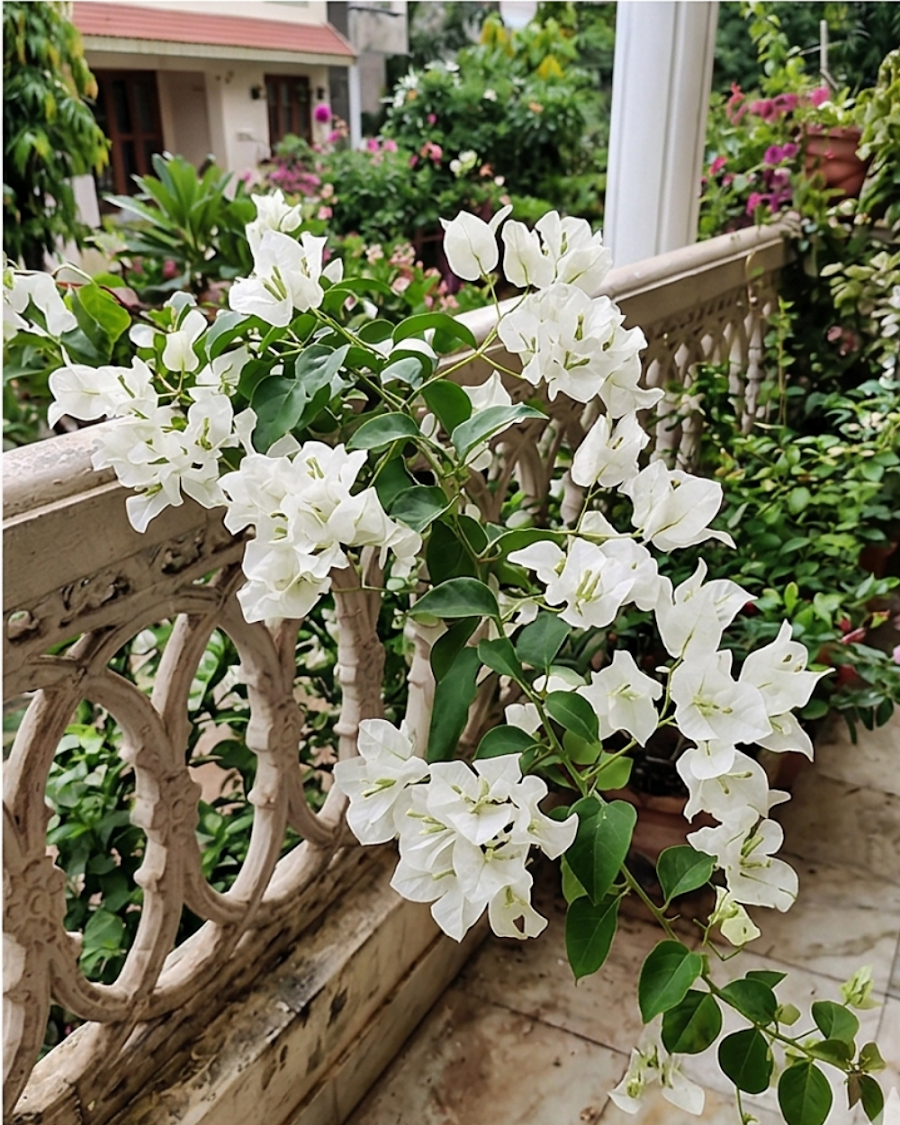 Imported Butterfly White Bougainvillea Plant — view 4
