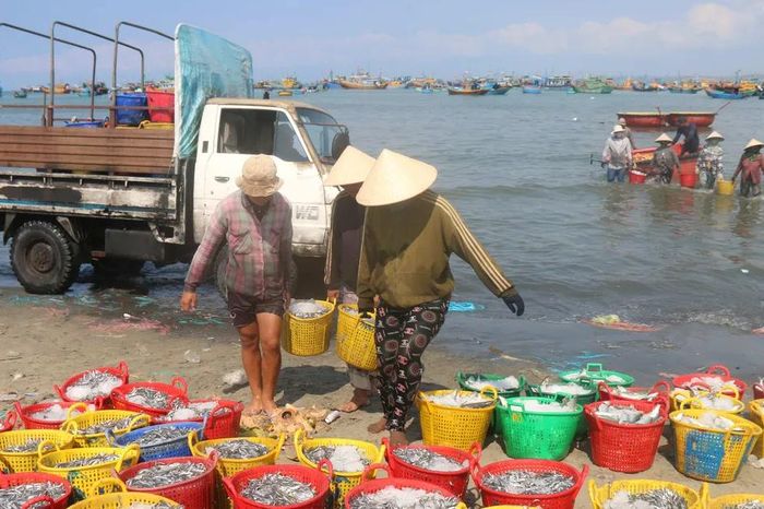 Ngư dân Mũi Né trúng đậm cá cơm - Báo Sài Gòn Giải Phóng