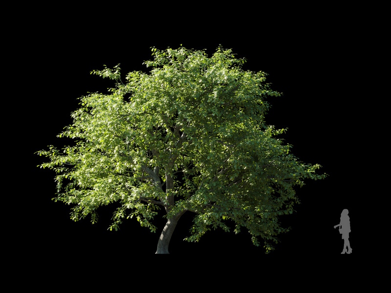 Maxtree - Plant Models Vol.120