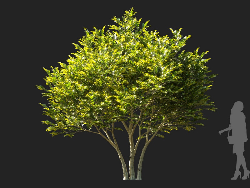 Maxtree - Plant Models Vol.114